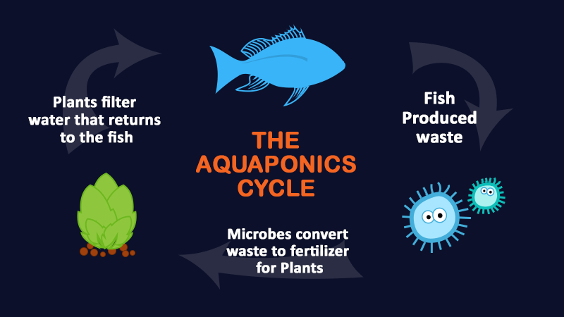 aquaponics cycle